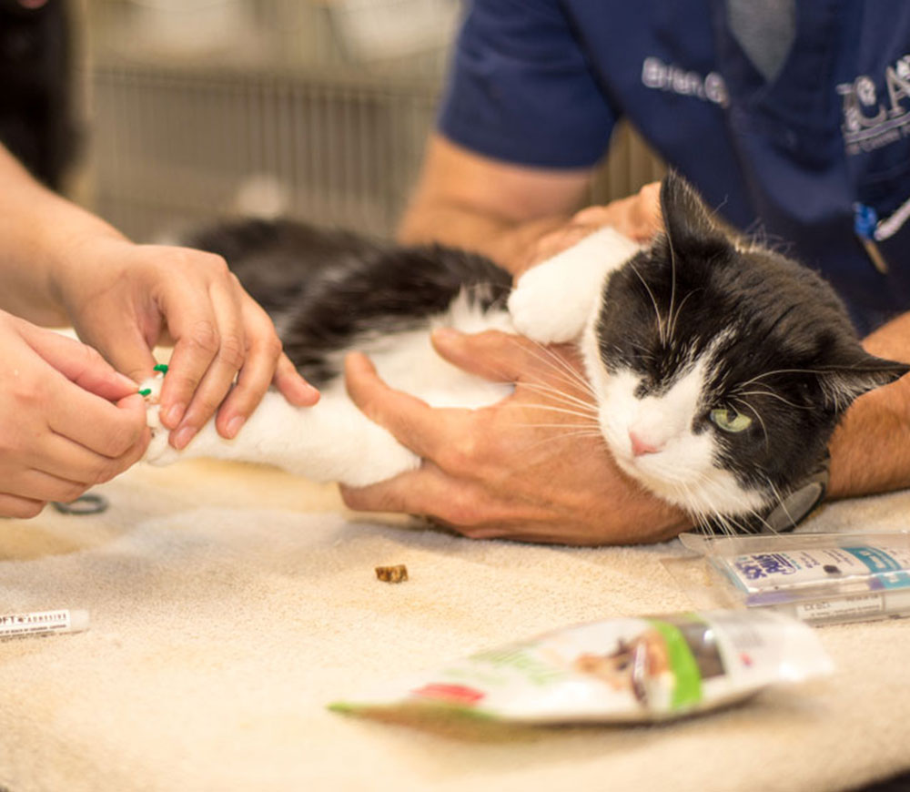 Veterinarian in Parker Vets Near Me Parker Center Animal Clinic
