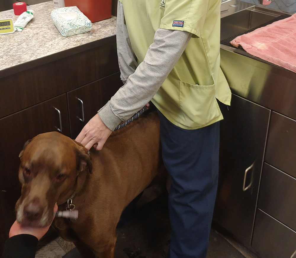 Veterinarian in Parker Vets Near Me Parker Center Animal Clinic