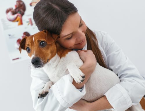 Dear Pet Owner: An Open Letter From a Veterinary Professional