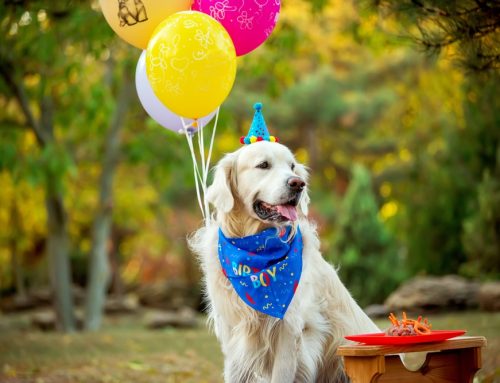 Pet Birthday Party Do’s and Don’ts