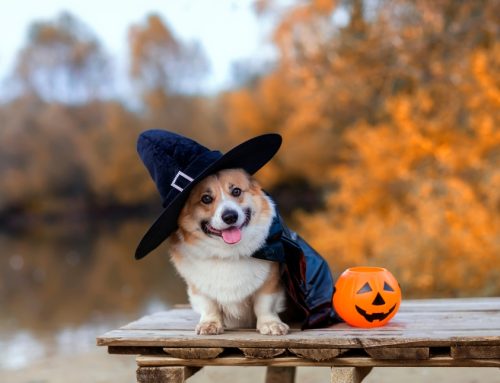 Spooky and Safe: Frequently Asked Questions About Halloween Pet Hazards