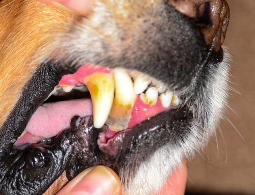 Does My Pet Have Periodontal Disease?