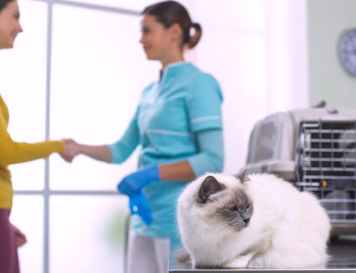 Case Study: Unexpected Ways Your Veterinarian Can Help Your Pet