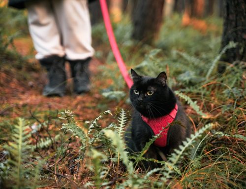 Feline Enrichment: Fostering Outdoor Behaviors Indoors