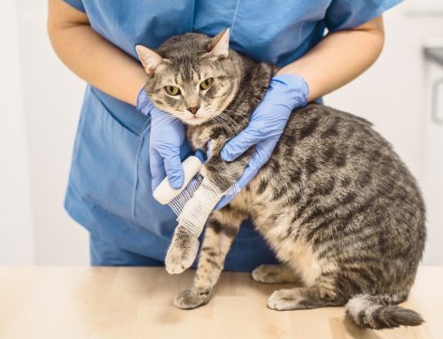 Do You Know the Difference Between Emergency and Urgent Veterinary Care?