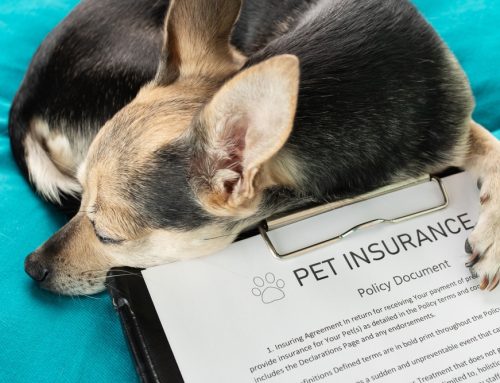 To Insure or Not to Insure? Navigating Pet Insurance