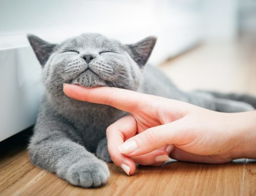 Happy Cat, Happy Life! Five Tips For Purr-fect Bliss