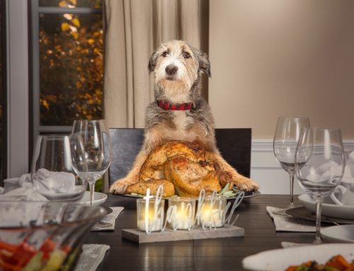 Ensuring Your Pet’s Safety: Thanksgiving Food Do’s and Don’ts for Pet Owners