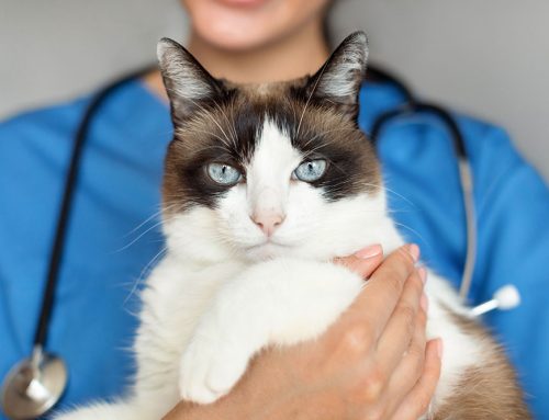 The Integral Role of Registered Veterinary Technicians