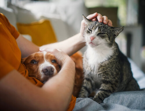 Senior Pet Care: Keeping Your Aging Pet Comfortable