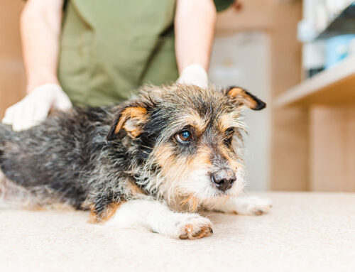 Early Detection: Annual Health Screens