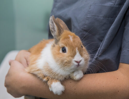 Common Health Issues in Rabbits and How to Prevent Them