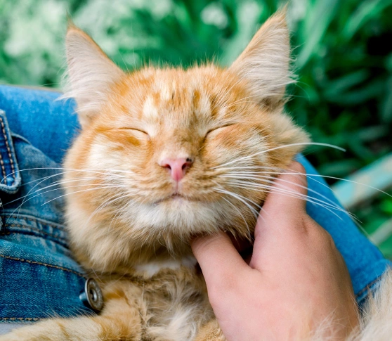 Cat Friendly Practice