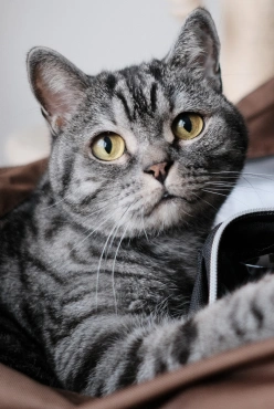 Feline Optimum Wellness Package