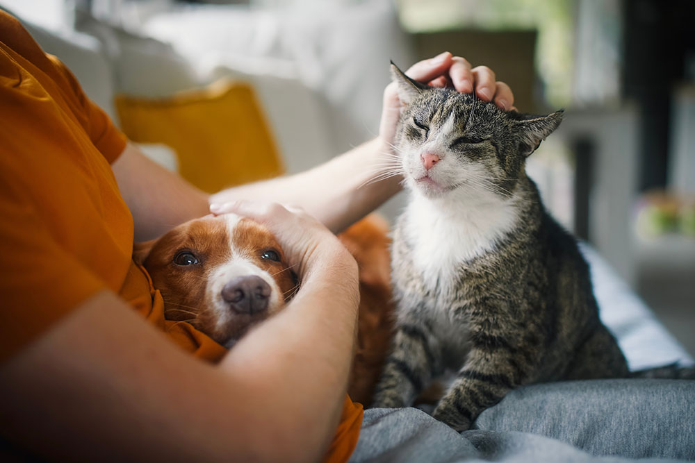 Senior Pet Care: Keeping Your Aging Pet Comfortable