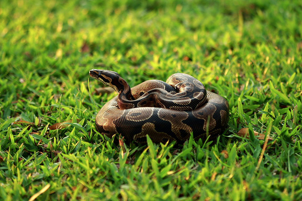 Shedding Success: Your Guide to Healthy Snake Molting