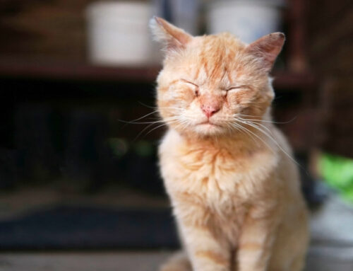 Managing Chronic Pain in Senior Cats