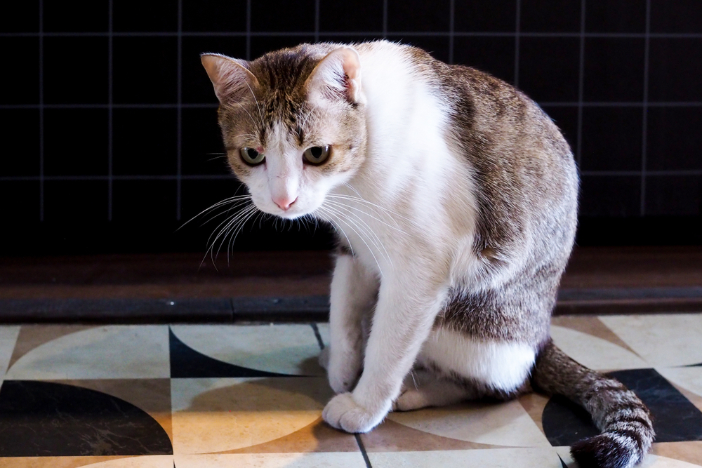 Tabby cat with a sick, lethargic expression, illustrating a feline illness or disease requiring veterinary care.