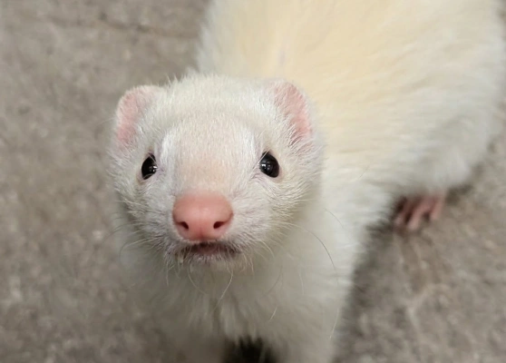 Exotic and Pocket Pets