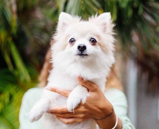 First Exam for Adopted Pets