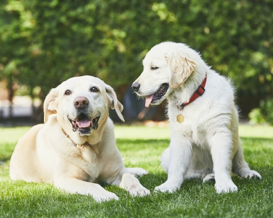 Refer a Friend Program