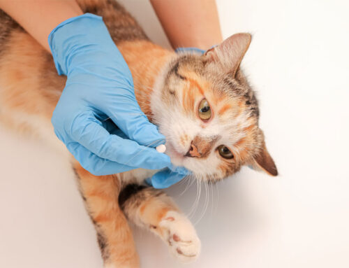 Deworming Schedules for Puppies & Kittens