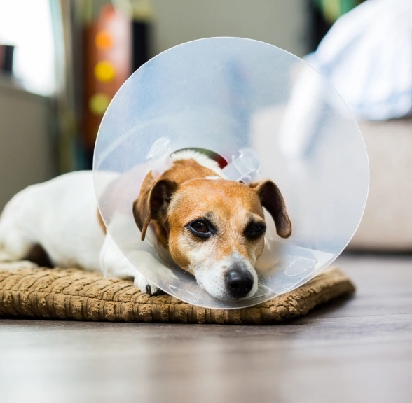 Pet Spay & Neuter Surgery