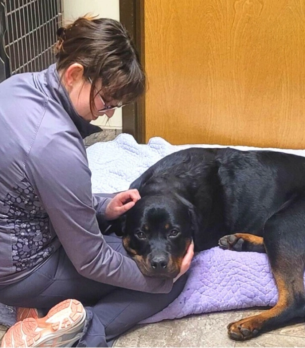 Ways to Mitigate Pet Arthritis