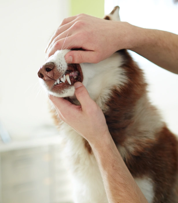 Interventional Dentistry