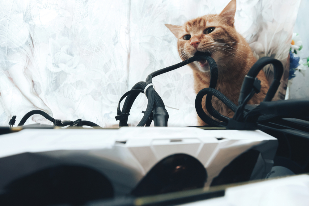An orange tabby cat biting and chewing on a bundle of black computer cables near a desk, with a graphics card visible in the foreground and soft light coming through a curtain in the background.