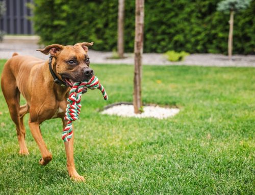 Dangerous Equipment for your pet