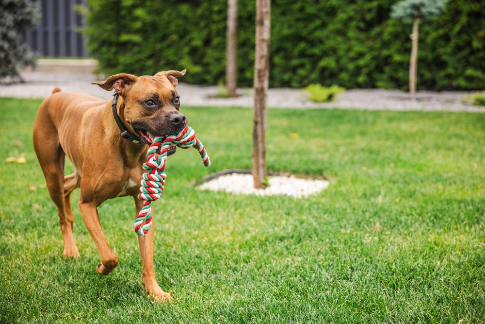 A brown dog runs across a grassy yard holding a colorful rope toy in its mouth, appearing energetic and playful.