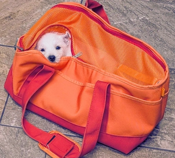 International Pet Travel
