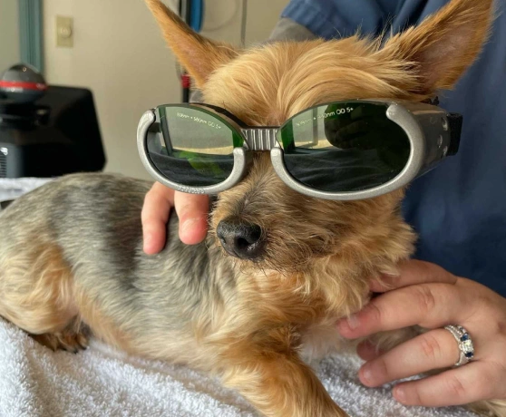 Pet Laser and Laparoscopic Surgery