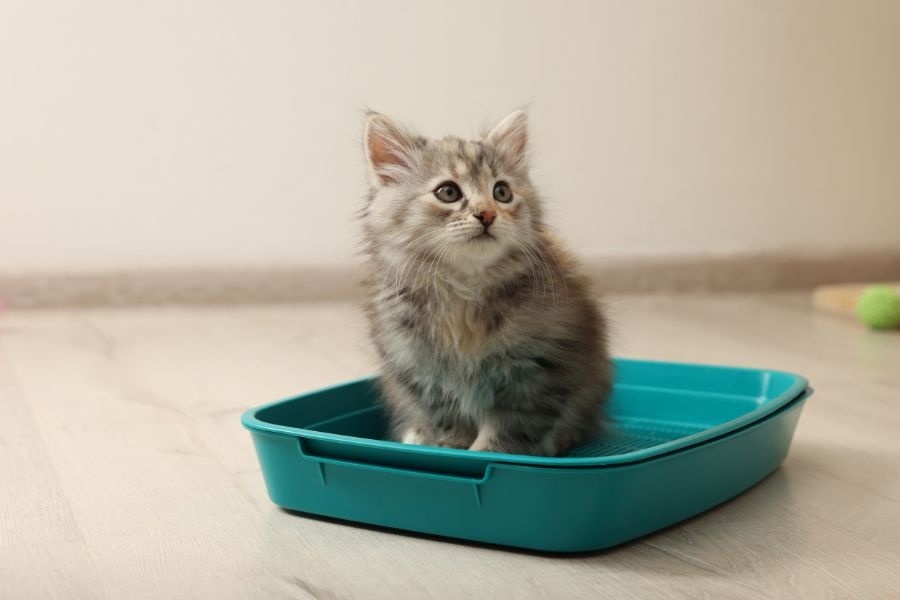 How to Help a New Kitten Adjust to Your Home with Less Stress