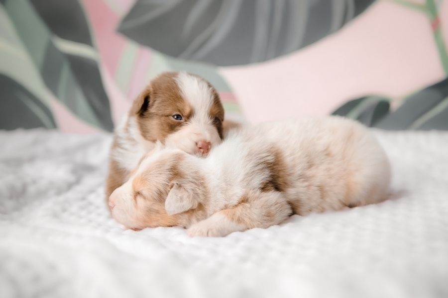 Unexpected Household Hazards That Can Put Puppies at Risk