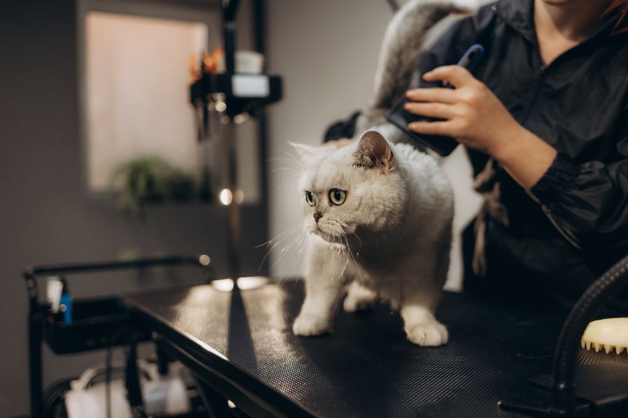 How Modern Animal Clinics Use Advanced Technology to Improve Pet Care