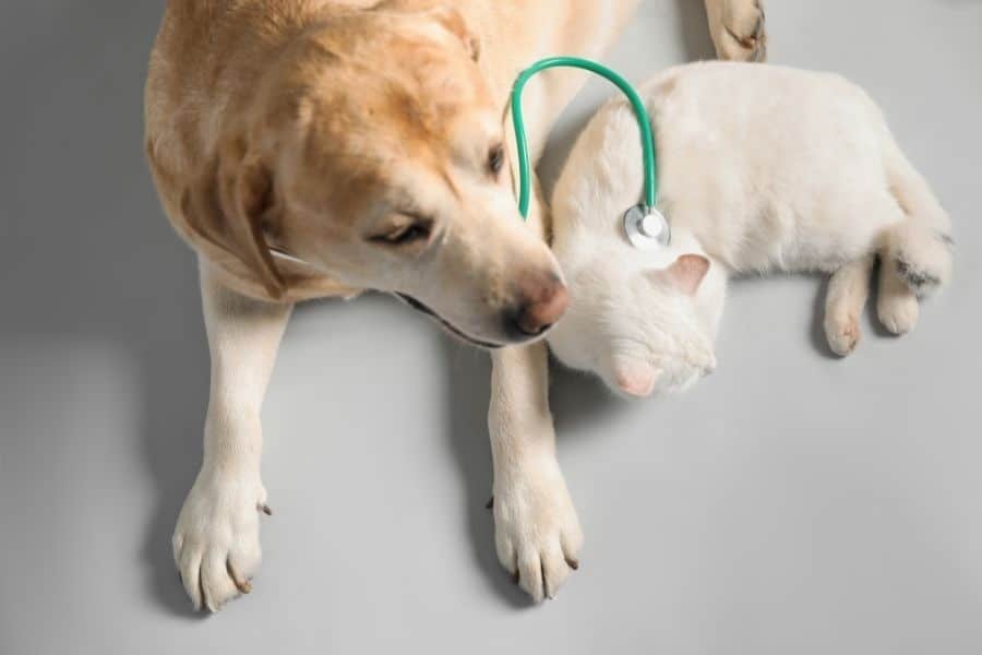 How Urgent Pet Care Diagnoses Sudden Illnesses