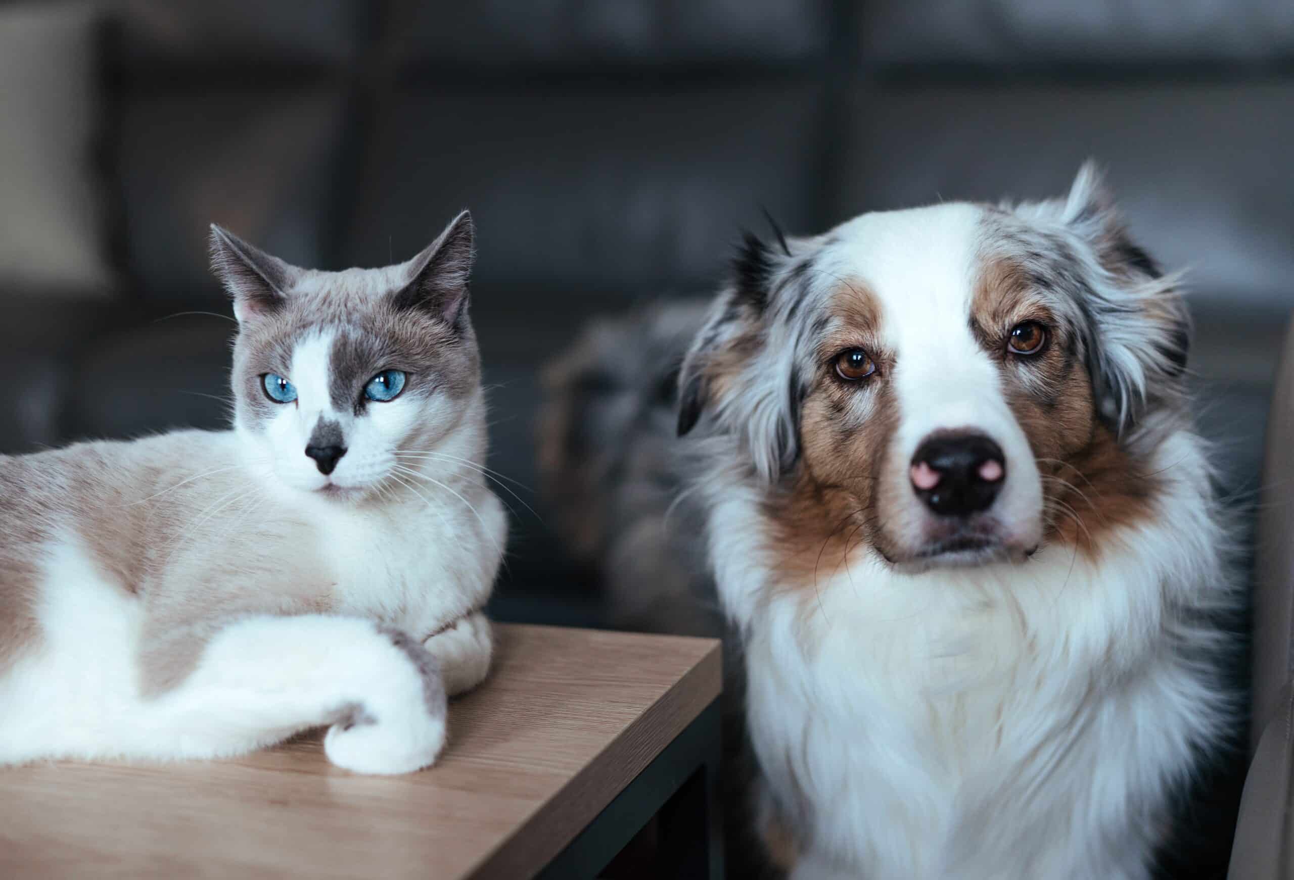 Urgent Vet Care for Vomiting & Diarrhea in Pets