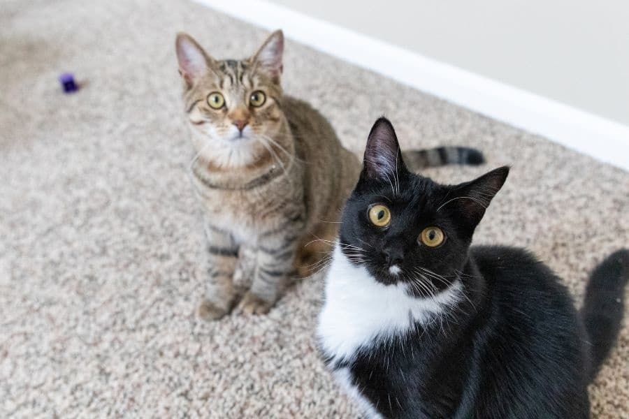 Understanding Pet Urgent Care Decisions
