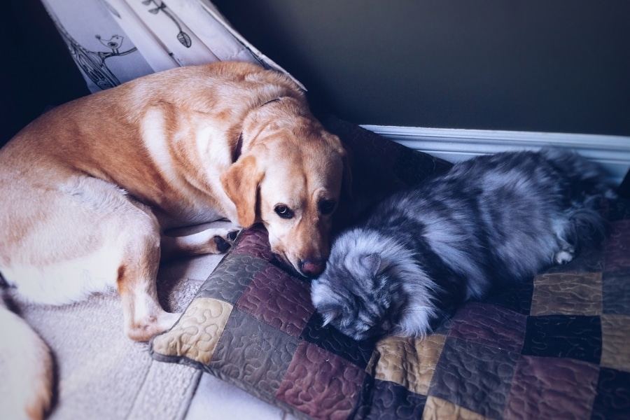 sudden-severe-pain-in-pets