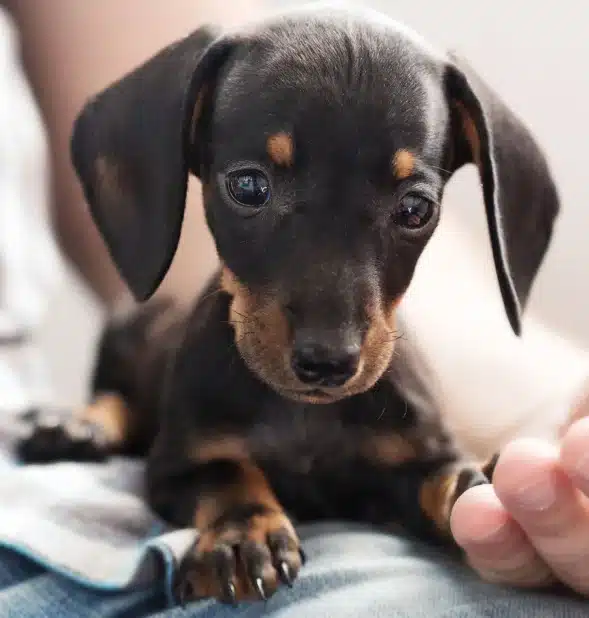 Urgent Pet Care